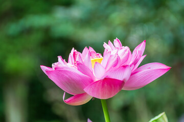 Obraz premium 朝露に輝くピンクの蓮の花