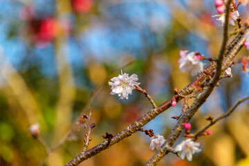 秋空に咲く十月桜の可憐な花