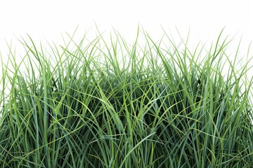 Obraz premium Vibrant green grass blades fill the frame, dense and lush against a stark white background