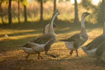 Goose Farm, Beautiful Domestic Bird with Soft Feathers and Beak, Roaming the Rural Countryside Grass, Agriculture in Peaceful Outdoors as a Farm Animal