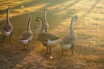 Goose Farm, Beautiful Domestic Bird with Soft Feathers and Beak, Roaming the Rural Countryside Grass, Agriculture in Peaceful Outdoors as a Farm Animal