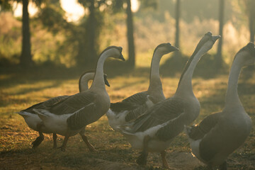 Goose Farm, Beautiful Domestic Bird with Soft Feathers and Beak, Roaming the Rural Countryside Grass, Agriculture in Peaceful Outdoors as a Farm Animal