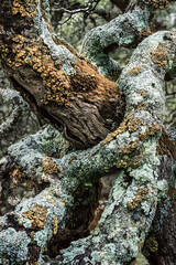 Eternal Embrace: The Symbiotic Dance of Lichen on Ancient Oaks in Mystical Woodlands