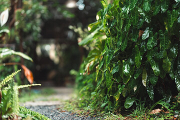 Tranquil botanical pathway adorned with lush tropical foliage, vibrant green leaves, and a peaceful stone walkway leading through a serene garden with soft sunlight and natural textures