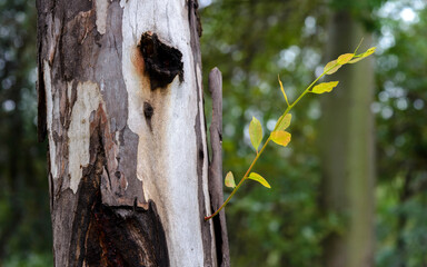 Eucalyptus textures and color