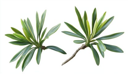 Two sprigs of vibrant green foliage.  Detailed close-up view of lush leaves radiating outwards from a central stem.  Isolated against a white background for easy design integration