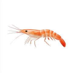 Isolated cooked shrimp close up view on white background