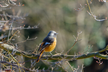 冬木立に佇むジョウビタキの雄