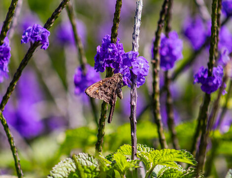 polilla posada en flor morada