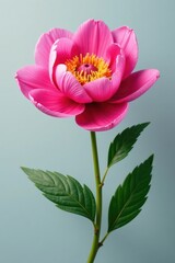 Close-up of single peony flower , nature, flower detail