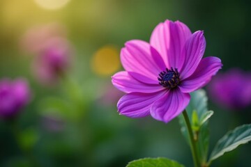 Fototapeta premium Petals unfurl from vibrant purple flowers in botanical garden, blooms, garden