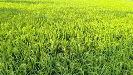 A nice jasmine green Rice or Paddy field found in Bangladeshi village