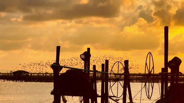 A flock of birds flies in the evening sky. Flock of birds fly back to their nests