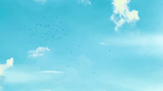 A flock of birds flies in the evening sky. Flock of birds fly back to their nests