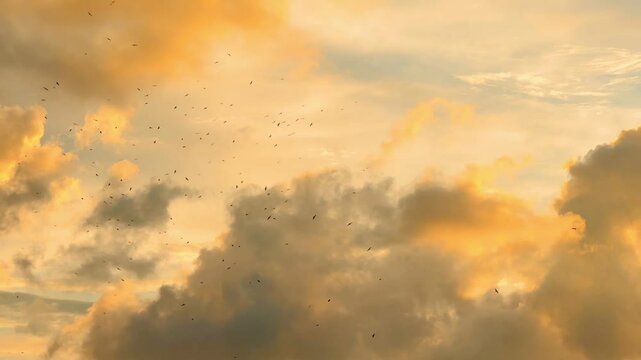 A flock of birds flies in the evening sky. Flock of birds fly back to their nests