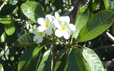 Beautiful White Plumeria Flowers Blooming on Lush Green Leaves