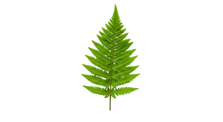 Create Stunning Fern Leaf Designs with Transparent Backgrounds