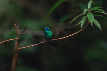 Lesser Violetear hummingbird in the cloud forest