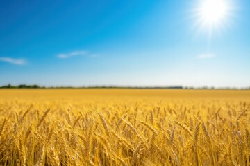 Golden wheat field under clear blue sky with bright sunlight.