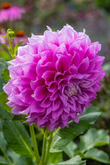 Close-up of a dahlia flower in full bloom in the South Island, New Zealand