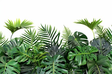 Fototapeta premium Lush tropical foliage with green leaves in a variety of shapes isolated on a white background