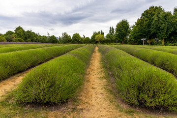 Beautiful lavender fields in the South Island, New Zealand