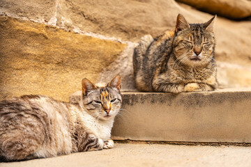 Stray cats resting at the foot of a staircase on a street in a village in the interior of Spain.