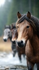 Obraz premium Horses wade through a stream in a lush forest during early morning mist with a serene atmosphere