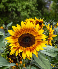Sunflowers in bloom in the South Island, New Zealand