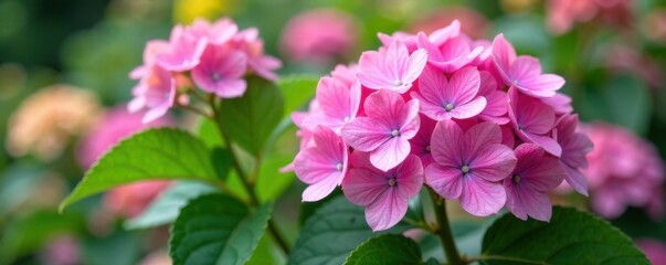 Obraz premium Close-up of blooming hydrangeas and garden flowers in a garden bed, flowers, bloom, hydrangea
