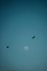 birds flying in the sky near moon
