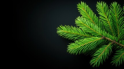 Obraz premium Fresh Green Pine Branch on a Dark Background for Natural, Holiday, or Seasonal Themes and Decorations
