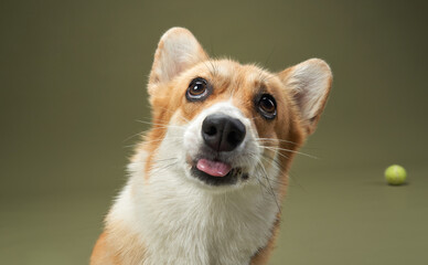 A Pembroke Welsh Corgi is focused on a small yellow ball, eagerly awaiting to catch it. Its bright...