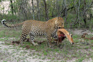 Leopard male walking and looking for prey in Sabi Sands Game Reserve in the Greater Kruger Region in South Africa