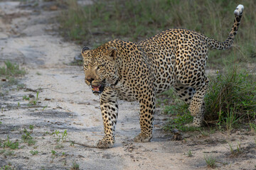Leopard male walking and looking for prey in Sabi Sands Game Reserve in the Greater Kruger Region in South Africa
