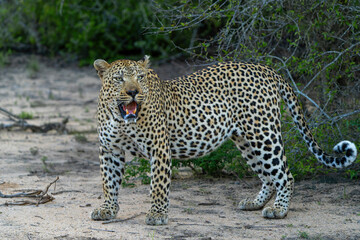 Leopard male walking and looking for prey in Sabi Sands Game Reserve in the Greater Kruger Region in South Africa