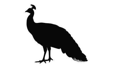 Peacock silhouette, Exotic bird icon, Elegant animal graphic design