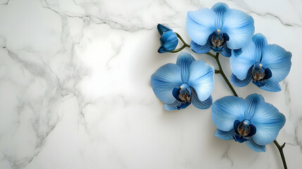 Obraz na płótnie Canvas Delicate blue orchids on a marble surface.
