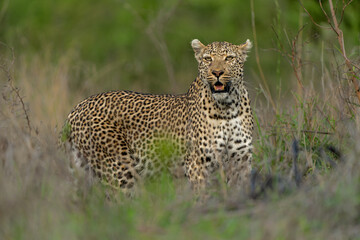 Leopard male walking and looking for prey in Sabi Sands Game Reserve in the Greater Kruger Region in South Africa