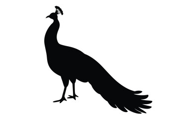 Peacock silhouette, Exotic bird icon, Elegant animal graphic design