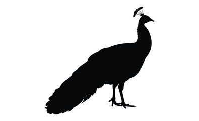 Peacock silhouette, Exotic bird icon, Elegant animal graphic design