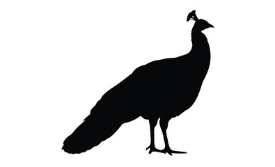 Peacock silhouette, Exotic bird icon, Elegant animal graphic design