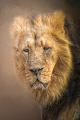 Rugged Lion Close-Up Portrait with Detailed Mane and Weathered Face in Natural Wildlife Setting