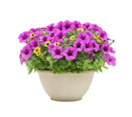 Vibrant Mixed Petunia Arrangement in Decorative Plant with pot isolated on white or transparent background PNG
