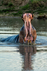 Hippopotamus in Manyeleti Game Reserve in the Greater Kruger Region in South Africa. An aggressive...