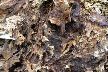 Decaying Tree Trunk Close-up Showing Bark Detail and Wood Texture