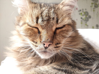 Fluffy feline enjoys a peaceful moment of relaxation in a sunlit room during a lazy afternoon