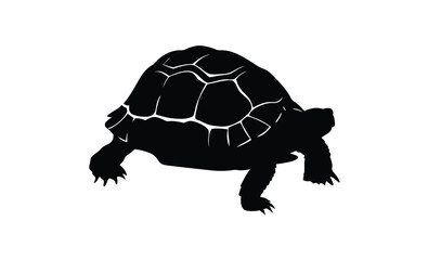 Turtle silhouette , Tortoise walking graphic, Sea reptile vector, Turtle poses on white background