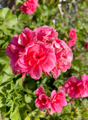Pink geranium flowers in the market. Blooming pelargoniums.Pelargonium peltatum ornamental potted plants.Selective focus. 