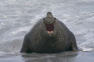 Dominant male Southern Elephant Seal (Mirounga leonina) fights with a rival for control of a large...